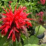 Monarda 'Mahogany' - Bergamotplant