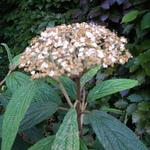 Japanse sneeuwbal - Viburnum rhytidophyllum