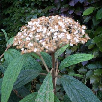 Viburnum rhytidophyllum