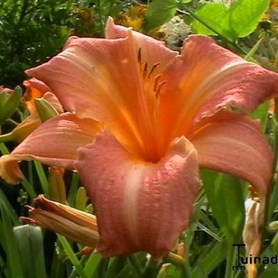 Daglelie - Hemerocallis 'Luxury Lace'