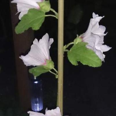 Struikmalva - Lavatera x clementii 'Blushing Bride'