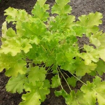 Heuchera 'Lime Rickey'