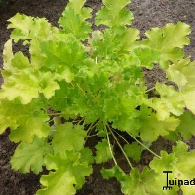 Purperklokje - Heuchera 'Lime Rickey'