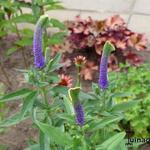 Veronica spicata 'Christa' - Ereprijs