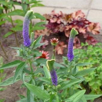 Veronica spicata 'Christa'