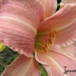 Hemerocallis 'Childrens Festival' - Daglelie