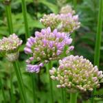 Allium senescens  subsp. montanum - Sierui, Berglook