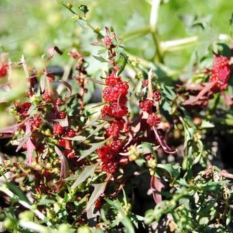 Chenopodium capitatum