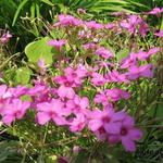 Oxalis acetosella 'Rosea' - Klaverzuring