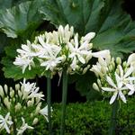 Agapanthus 'Whitney' - Afrikaanse lelie