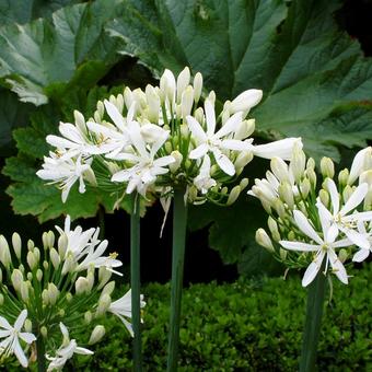 Agapanthus 'Whitney'