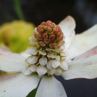 Anemopsis californica