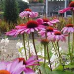 Echinacea purpurea 'Prairie Splendor' - Rode zonnehoed