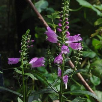 Physostegia virginiana