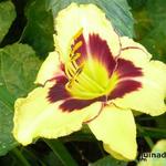 Hemerocallis 'Fooled Me' - Daglelie