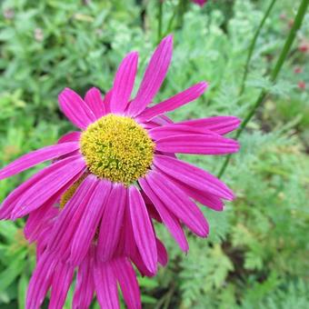 Tanacetum coccineum