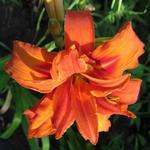 Hemerocallis fulva 'Flore Pleno' - Daglelie