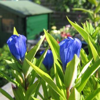 Gentiana makinoi 'Marsha'