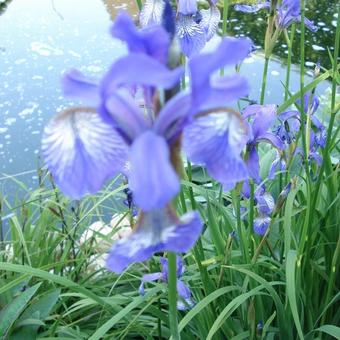 Iris laevigata 'Mottled Beauty'