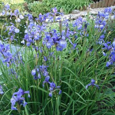 Japanse iris - Iris laevigata 'Mottled Beauty'