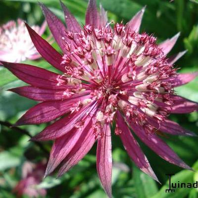 Zeeuws knoopje - Astrantia major 'Ruby Star'