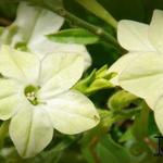 Nicotiana alata 'Lime Green' - Siertabak