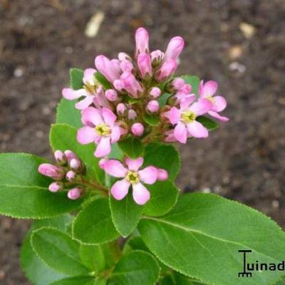 Escallonia laevis 'Pink Elle' - Escallonia