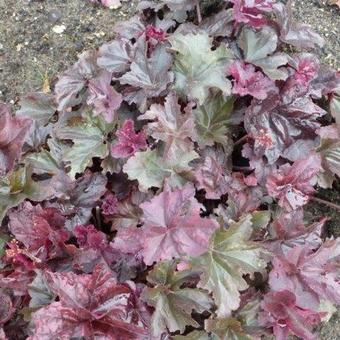 Heuchera 'Frosted Violet'