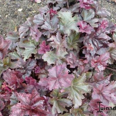 Purperklokje - Heuchera 'Frosted Violet'