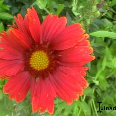 Kokardebloem - Gaillardia x grandiflora 'Burgunder'