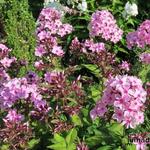 Phlox paniculata 'SWEET SUMMER Melody` - Vlambloem, floks