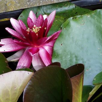 Nymphaea 'Attraction'