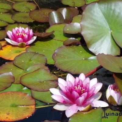 Waterlelie - Nymphaea 'Attraction'