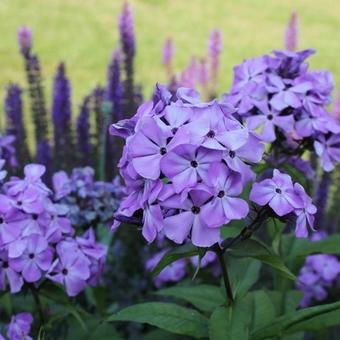 Phlox paniculata 'Violet FLAME'