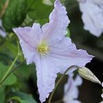 Clematis 'Blekitny Aniol' - Bosrank - Clematis 'Blekitny Aniol'