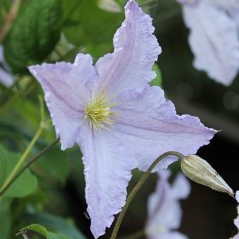 Clematis 'Blekitny Aniol'