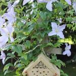 Clematis 'Blekitny Aniol' - Bosrank