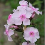 Phlox paniculata 'SWEET SUMMER Sensation' - Vlambloem, floks