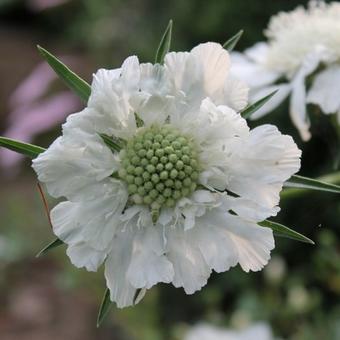 Scabiosa caucasica 'Alba'