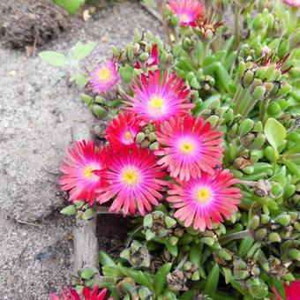 Delosperma