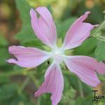 Lavatera cachemiriana - Struikmalva, Kashmir kaasjeskruid