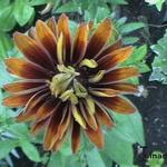 Rudbeckia hirta 'Moroccan Sun' - Zonnehoed