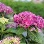 Hydrangea macrophylla 'Red Baron' - Hortensia