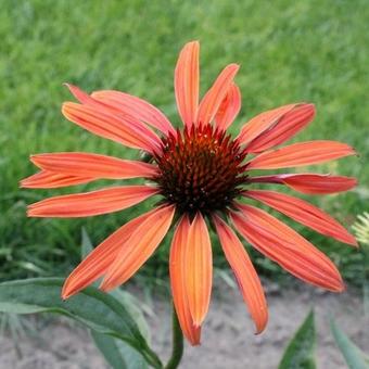 Echinacea purpurea 'Hot Summer'