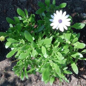 Osteospermum 'Felix'