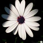 Osteospermum 'Felix' - Kaapse margriet, Spaanse margriet, satijnbloem 