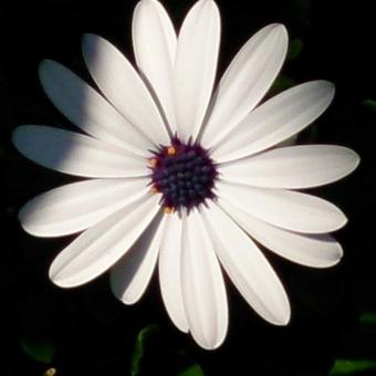 Osteospermum 'Felix'