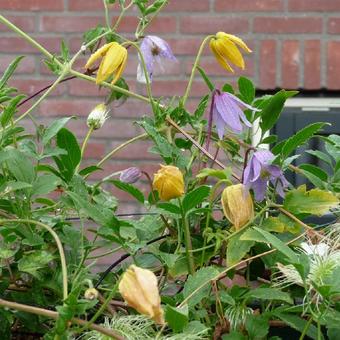 Clematis alpina