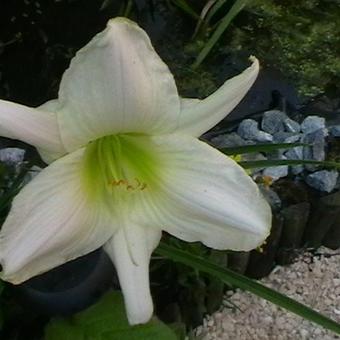 Hemerocallis 'Snowy Apparition'