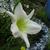 Hemerocallis 'Snowy Apparition'